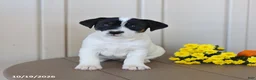 Jack Russell Terrier dogs for sale: Bubbles - Ad 2