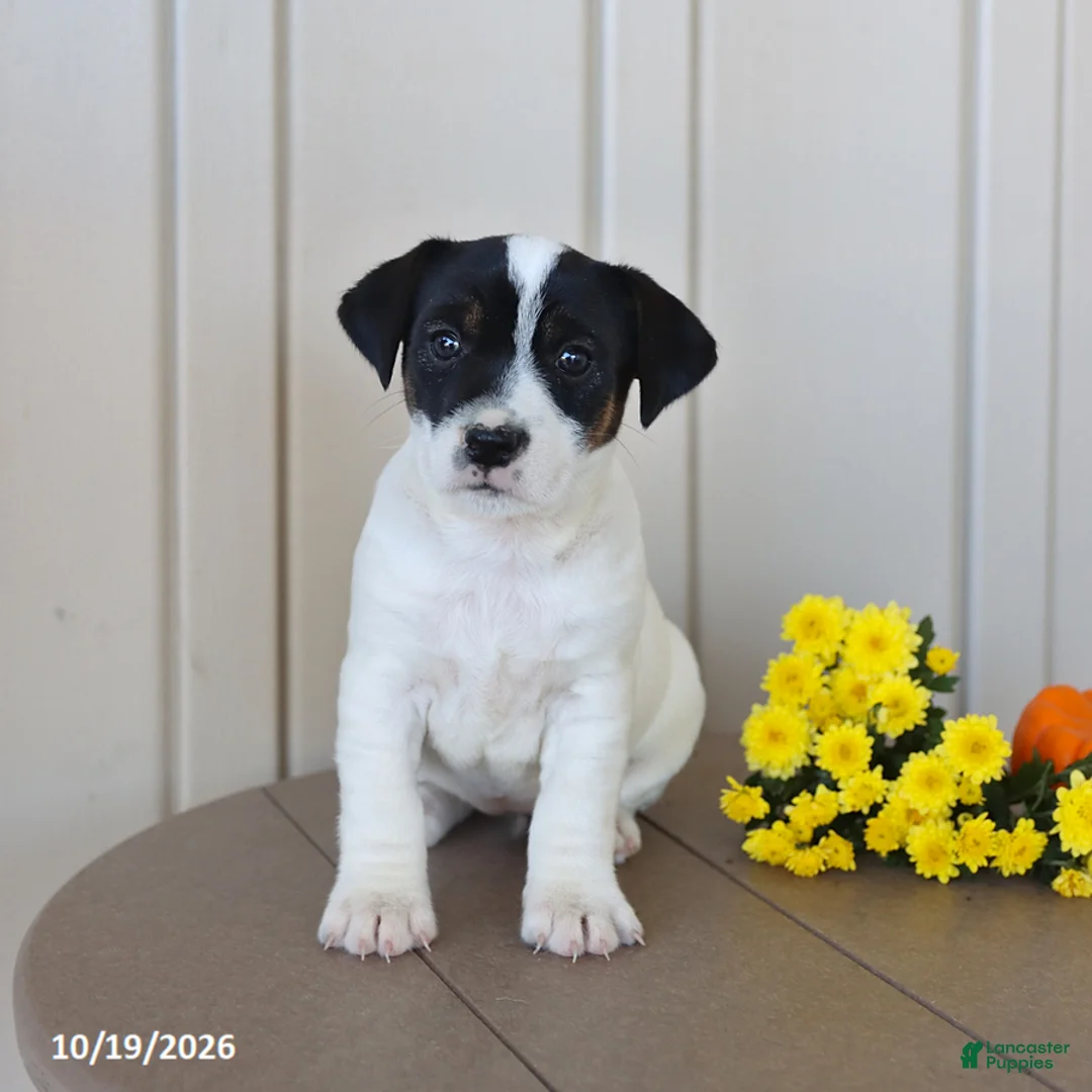 Jack Russell Terrier dogs for sale: Bubbles - Ad 2