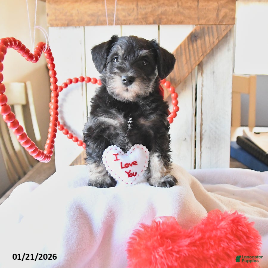 Miniature Schnauzer dogs Pansy - Ad 1