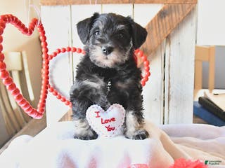 Miniature Schnauzer dogs Pansy - Ad 1