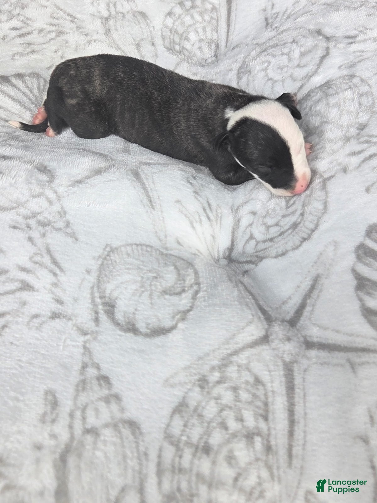 Whippet dogs Girl 1 - Ad 1