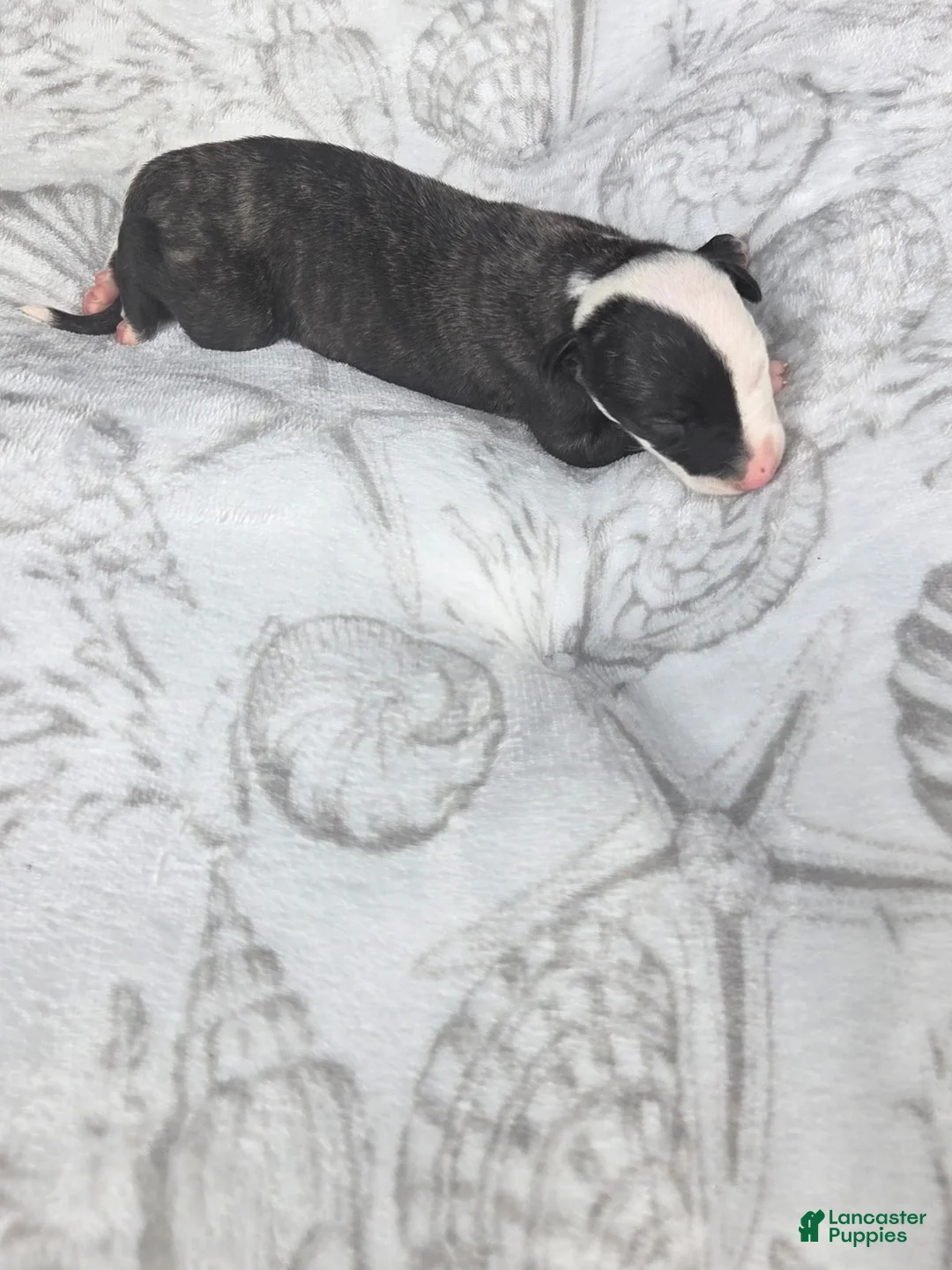 Whippet dogs for sale: Girl 1 - Ad 1
