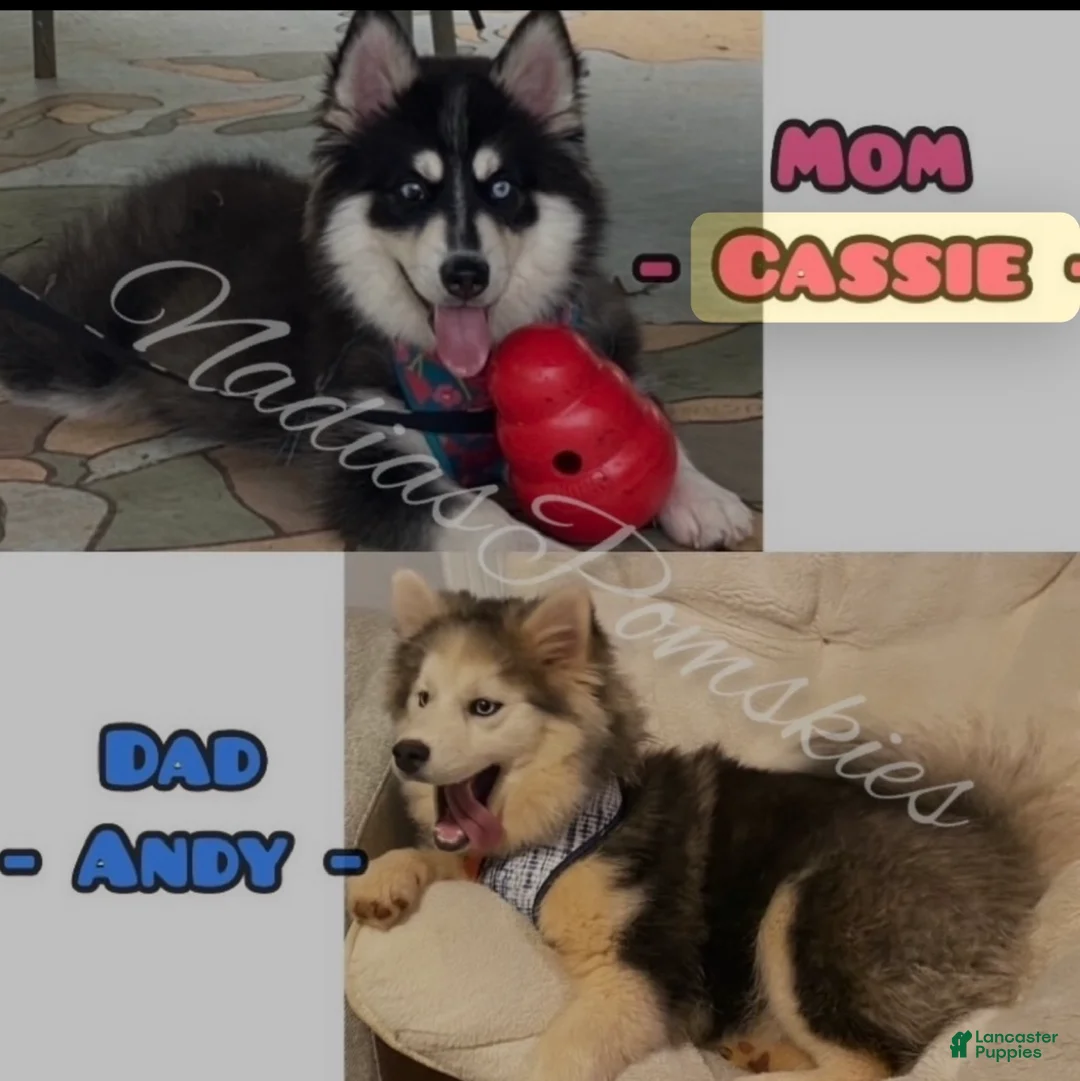 Pomsky dogs for sale: Pomsky Girl Gray/Black/White - Ad 11