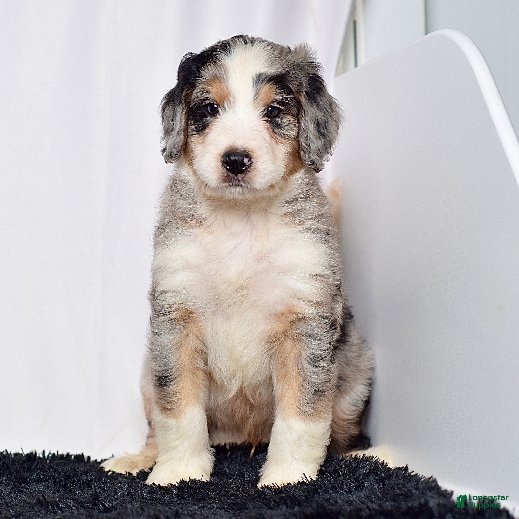 Bernedoodle dogs Mr. Hector - Ad 1