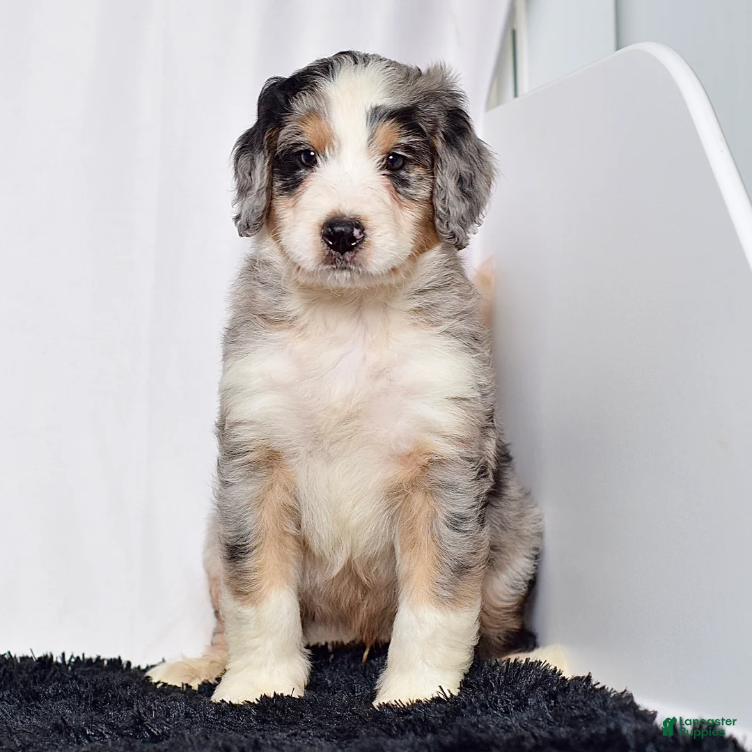 Bernedoodle dogs for sale: Mr. Hector - Ad 1
