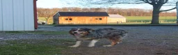 Australian Shepherd dogs for sale: Rover - Ad 5