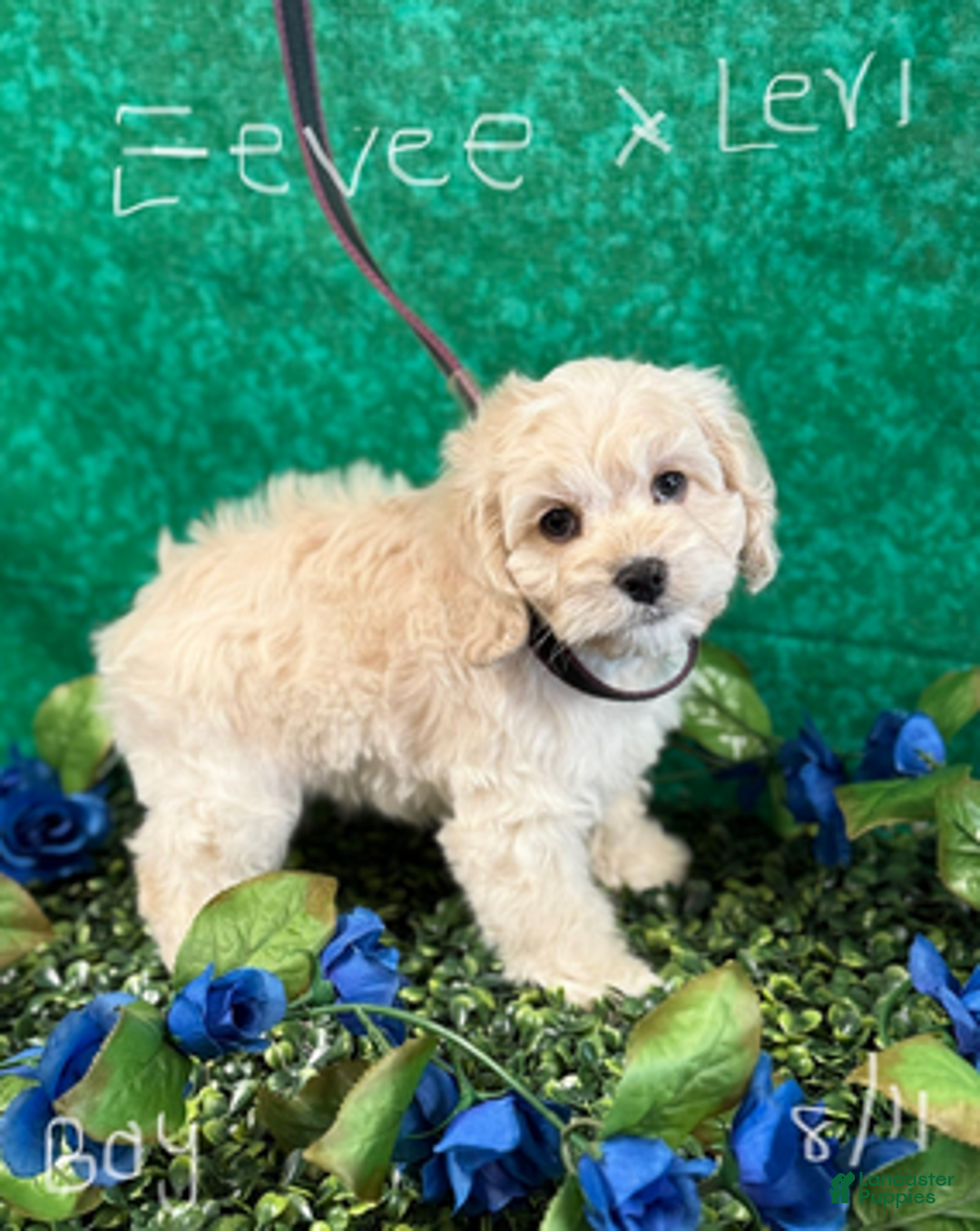 Cockapoo dogs for sale: Eevee boy2 - Ad 4