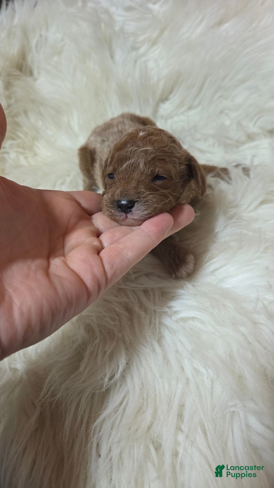 Cavapoo dogs for sale: Dutton  - Ad 5