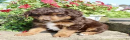 Mini Aussiedoodle dogs for sale: Zeek - Ad 5