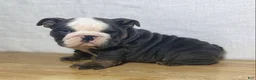 English Bulldog dogs for sale: Tank - Ad 1