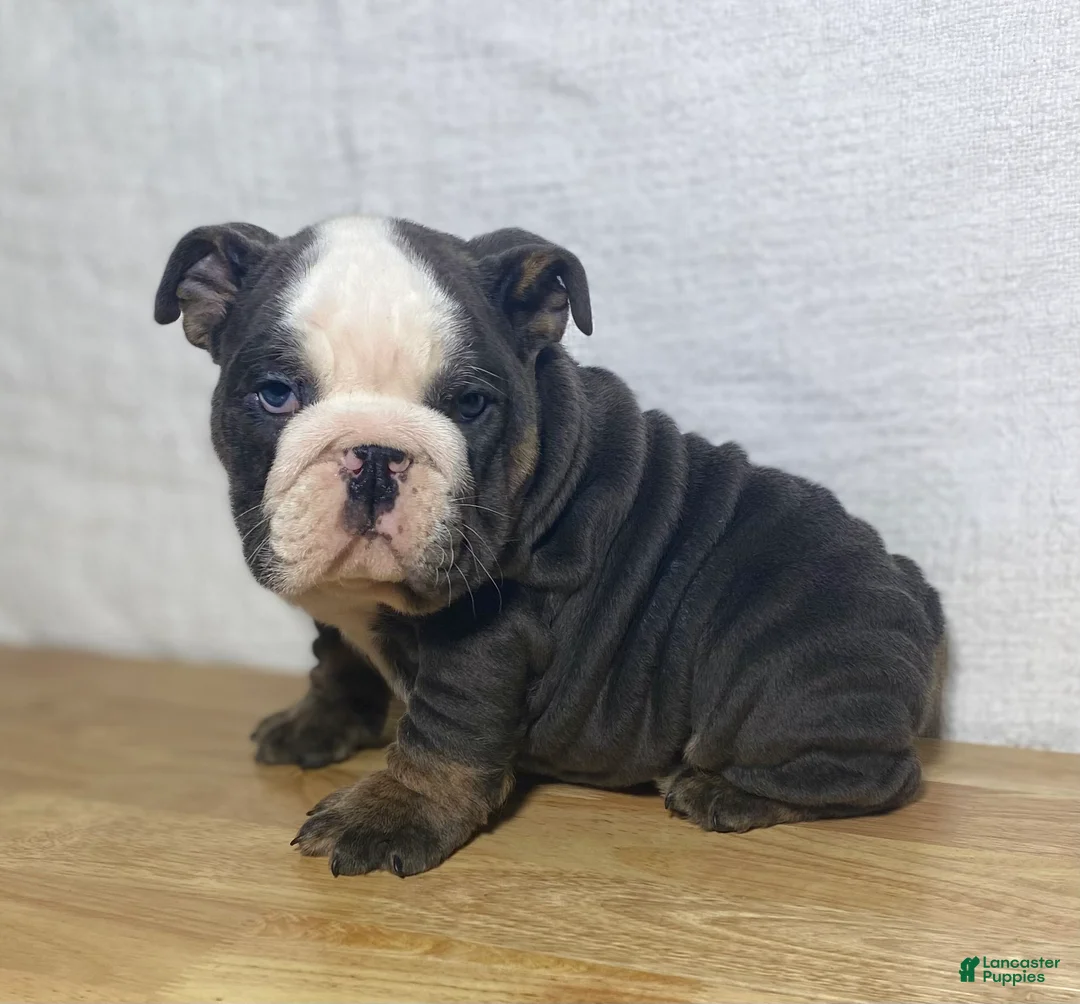 English Bulldog dogs for sale: Tank - Ad 1