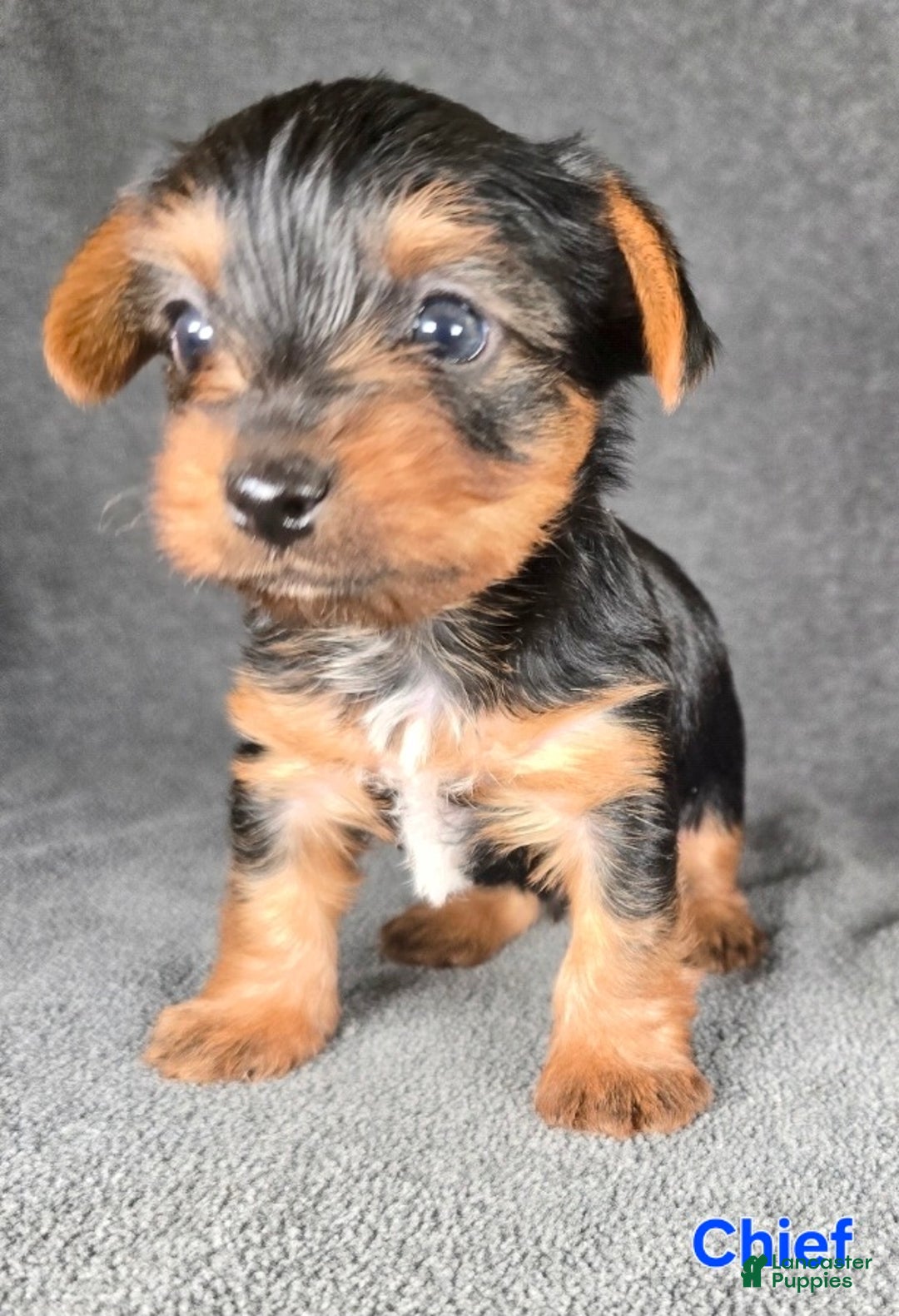 Yorkshire Terrier dogs for sale: Chief - Ad 9