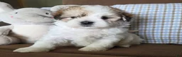 Maltipoo dogs for sale: Teddy - Ad 2