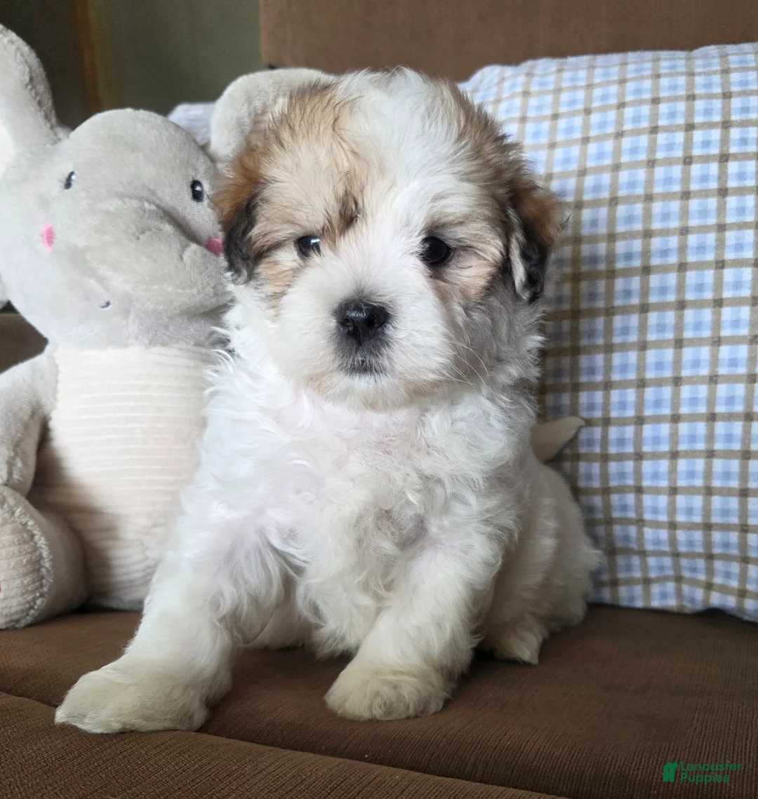 Maltipoo dogs for sale: Teddy - Ad 2