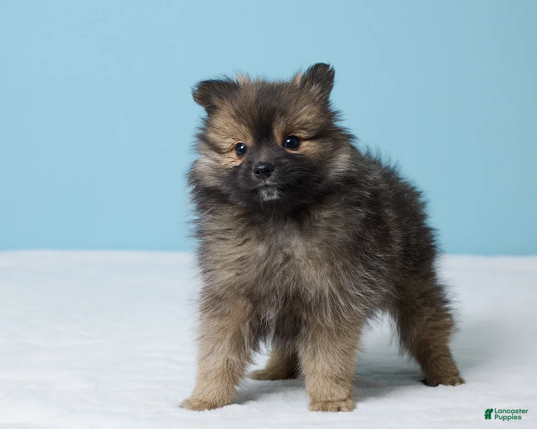 Pomeranian dogs for sale: Sammy - Ad 5