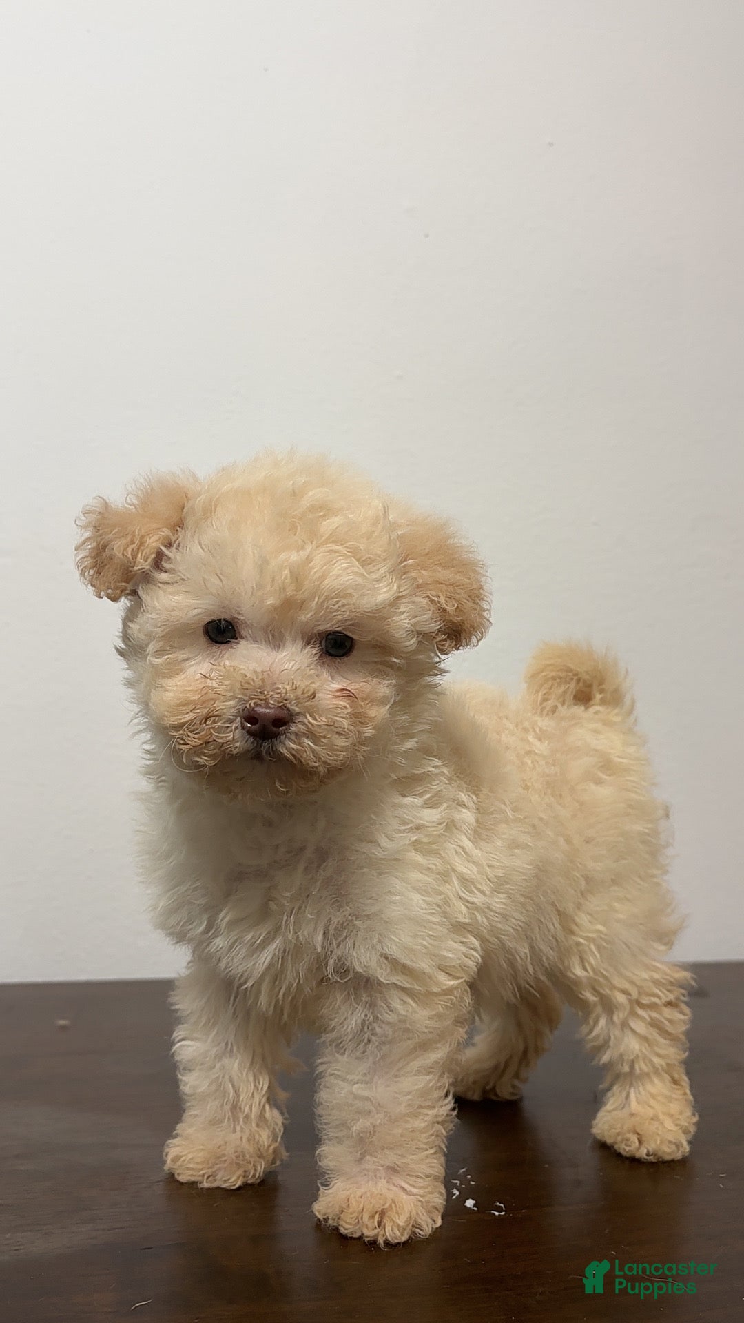 Miniature Poodle dogs for sale: Cici - Ad 1
