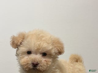 Miniature Poodle dogs Cici - Ad 11