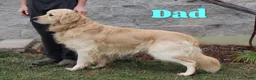 Golden Retriever dogs for sale: Duke - Ad 8