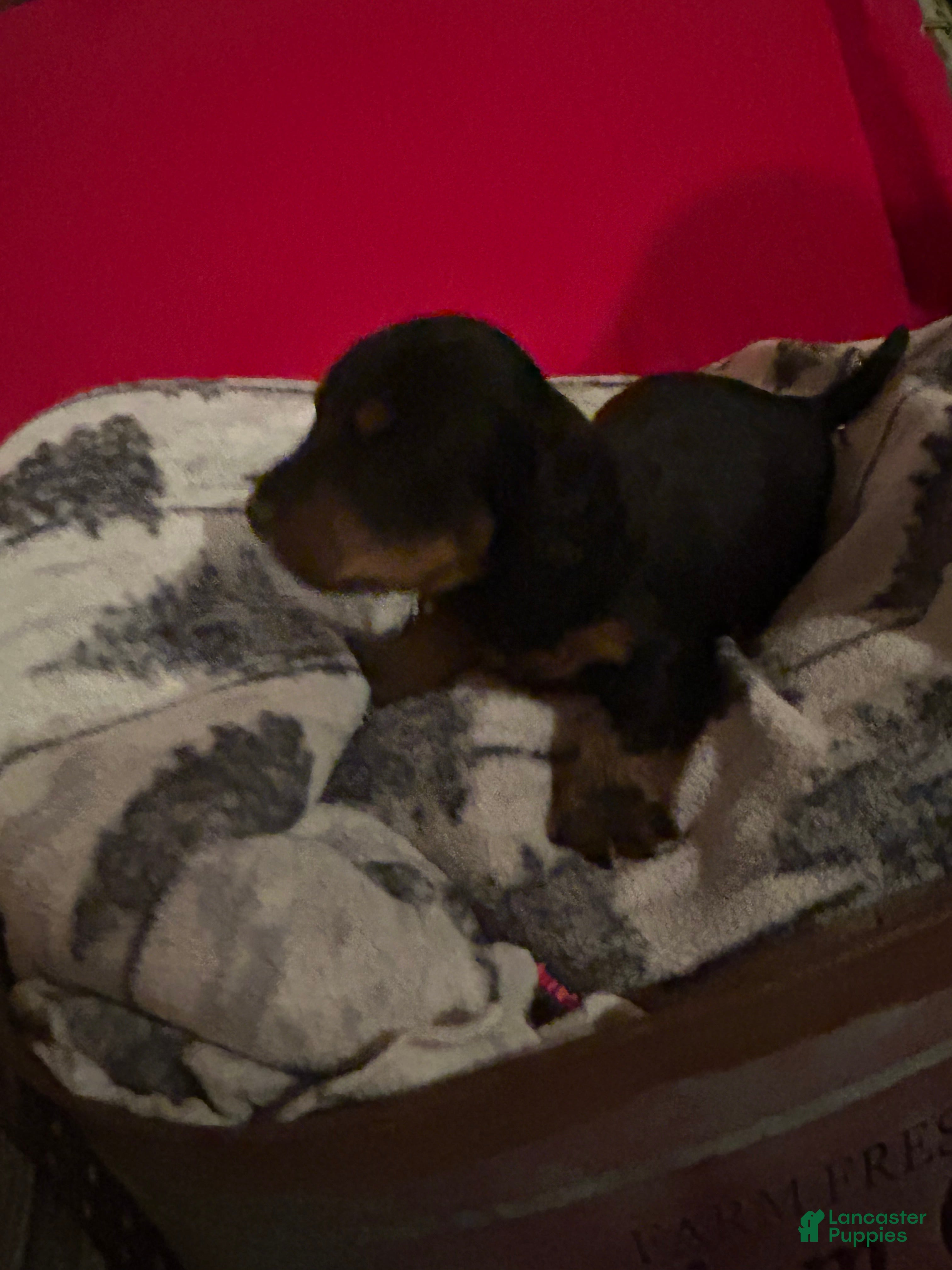 Miniature Dachshund dogs for sale: Miniature Dachshund Puppy 4 - Ad 2