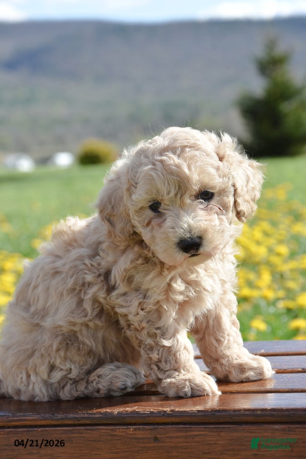 Toy Poodle dogs Sissy - Ad 2