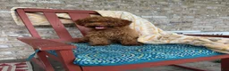 Cavapoo dogs for sale: Ella - Ad 2