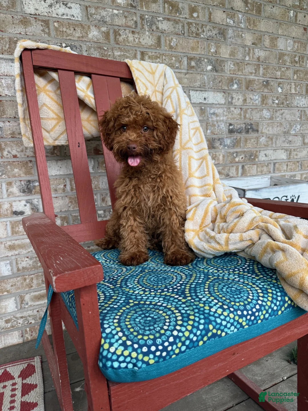 Cavapoo dogs for sale: Ella - Ad 2