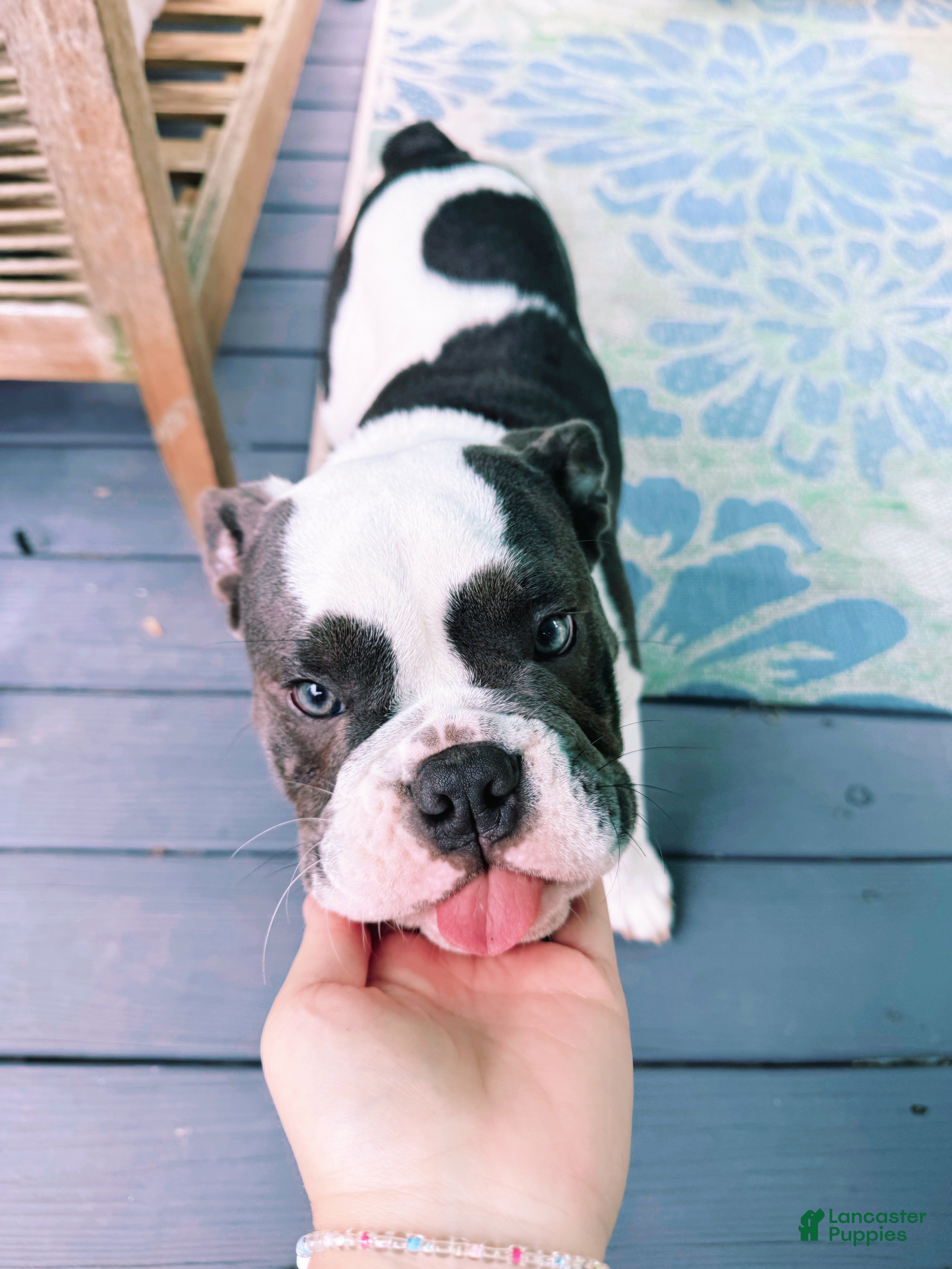 English Bulldog dogs Blue pied female Old English Bulldog - Ad 37
