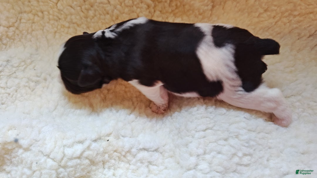 Miniature Schnauzer dogs for sale: Miniature Schnauzer Girl 2 - Ad 7