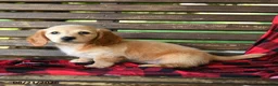 Miniature Dachshund dogs for sale: Justin - Ad 2