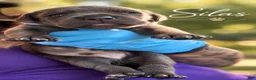 Cane Corso dogs for sale: Silas - Ad 4