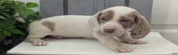 Miniature Dachshund dogs for sale: Micah - Ad 9