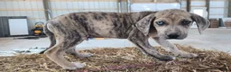 Catahoula Leopard Dog dogs for sale: Duchess 2026 Male 7 - Ad 9