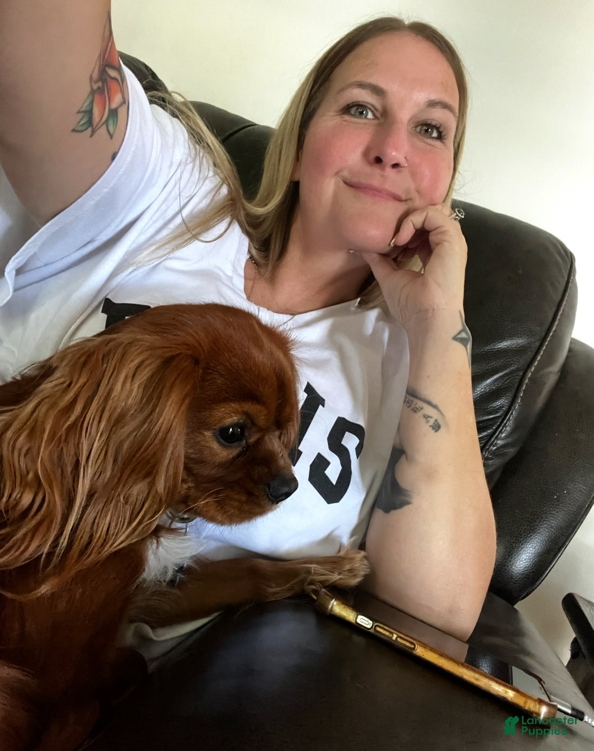 Cavalier King Charles Spaniel dogs for stud: RUBY Cavalier King Charles Spaniel STUD SERVICE - Ad 6