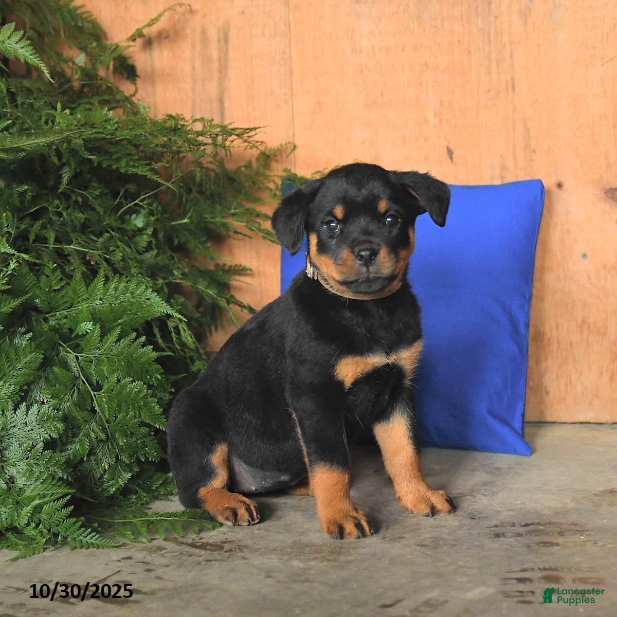 Rottweiler dogs Autumn - Ad 5