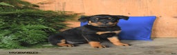 Rottweiler dogs for sale: Autumn - Ad 1