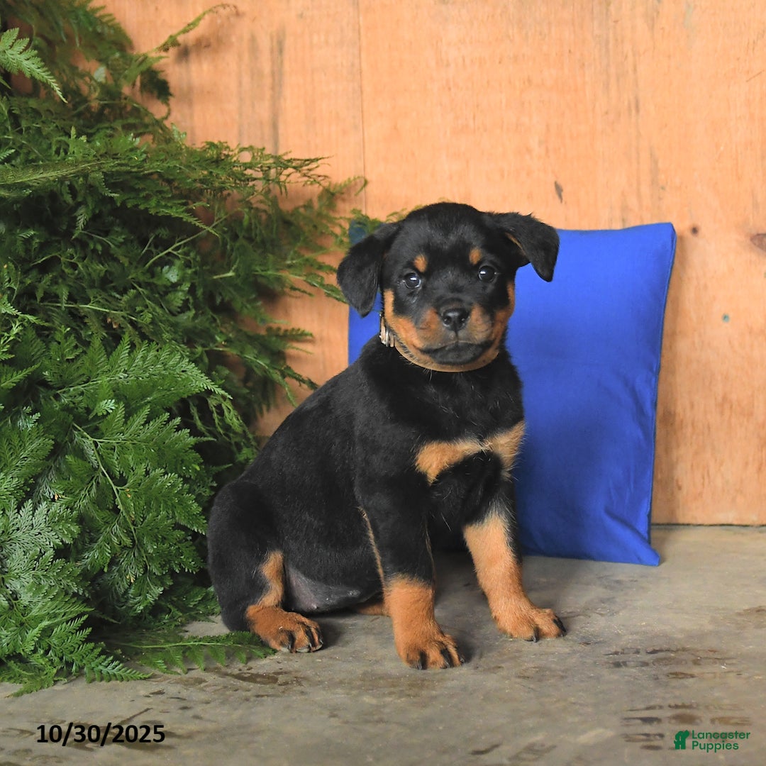 Rottweiler dogs for sale: Autumn - Ad 1