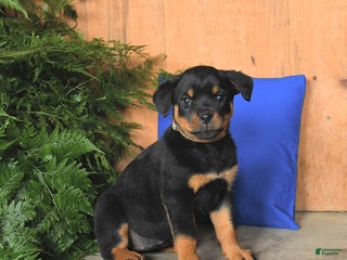 Rottweiler dogs Autumn - Ad 26