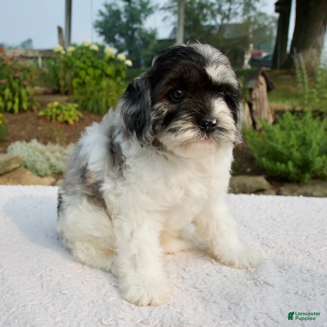 Cavapoo dogs for sale: Baron - Ad 2