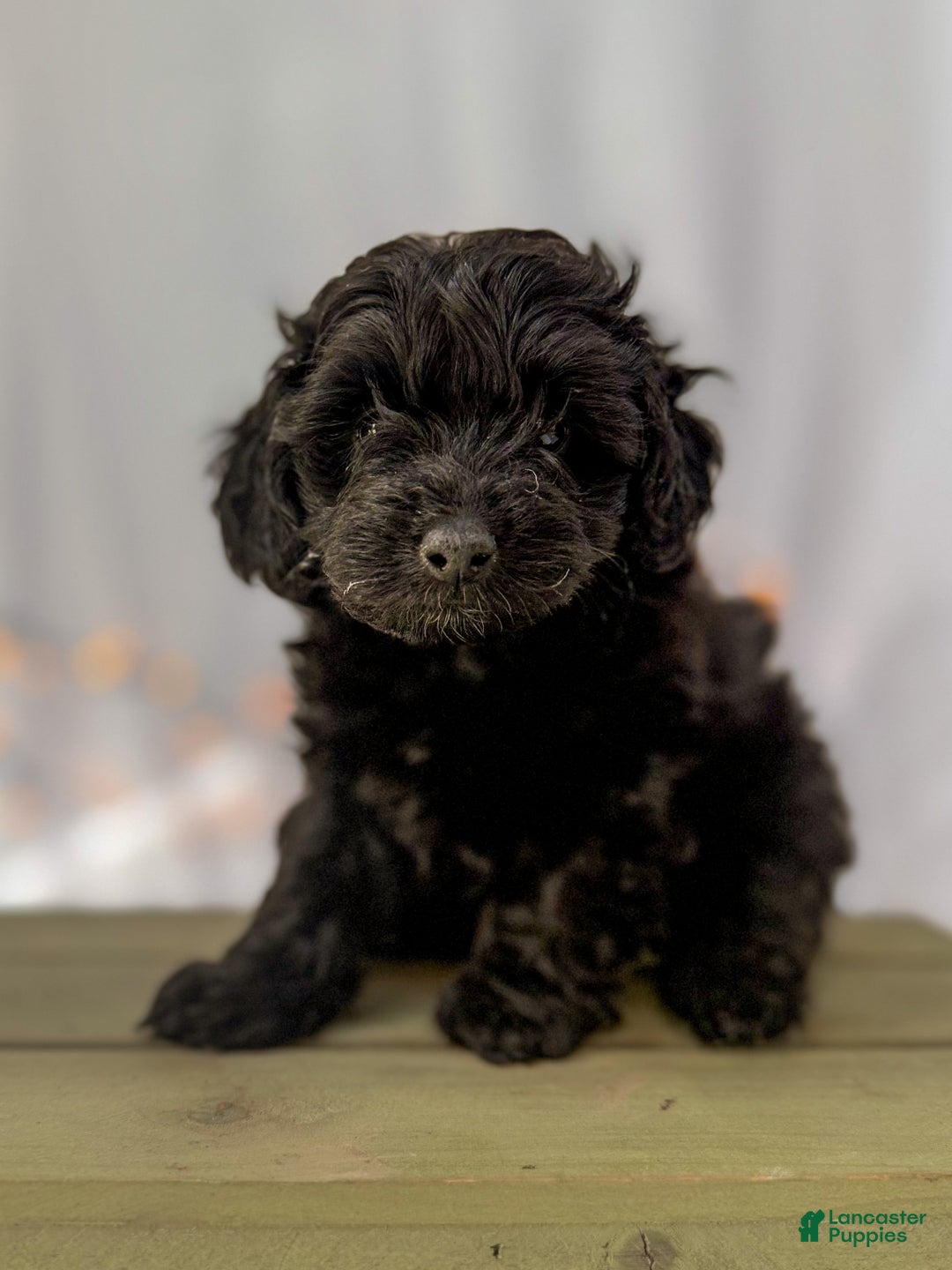 Doxiepoo dogs for sale: Ida - Ad 3