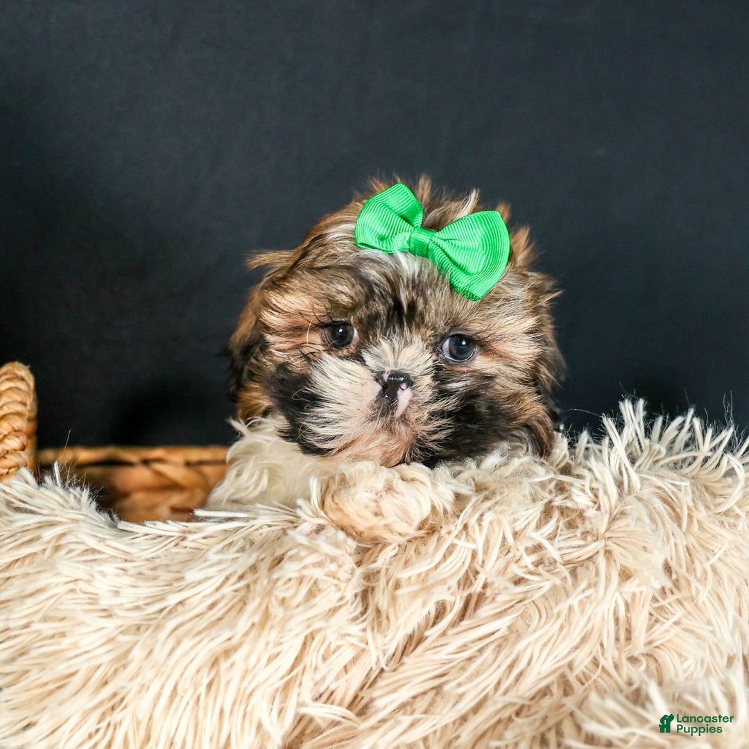 Shih Tzu dogs for sale: RUSTY - Ad 11