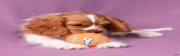 Cavalier King Charles Spaniel dogs for sale: Oswald - Ad 5