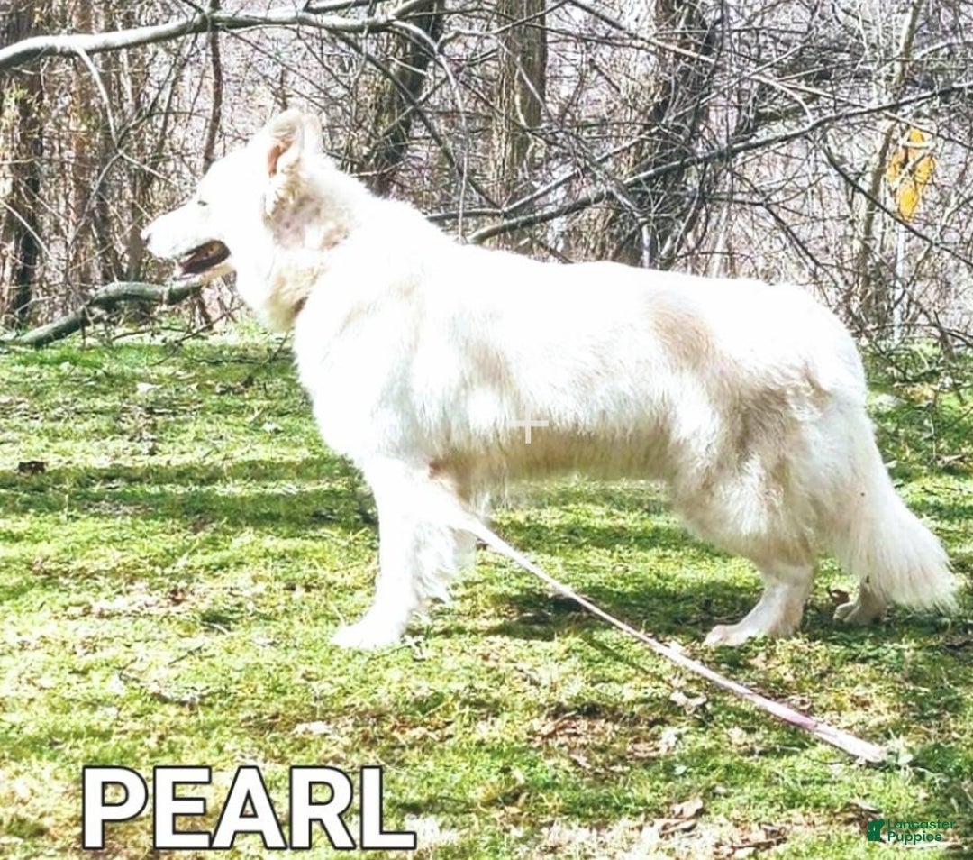 German Shepherd dogs for sale: JORDAN  - Ad 6