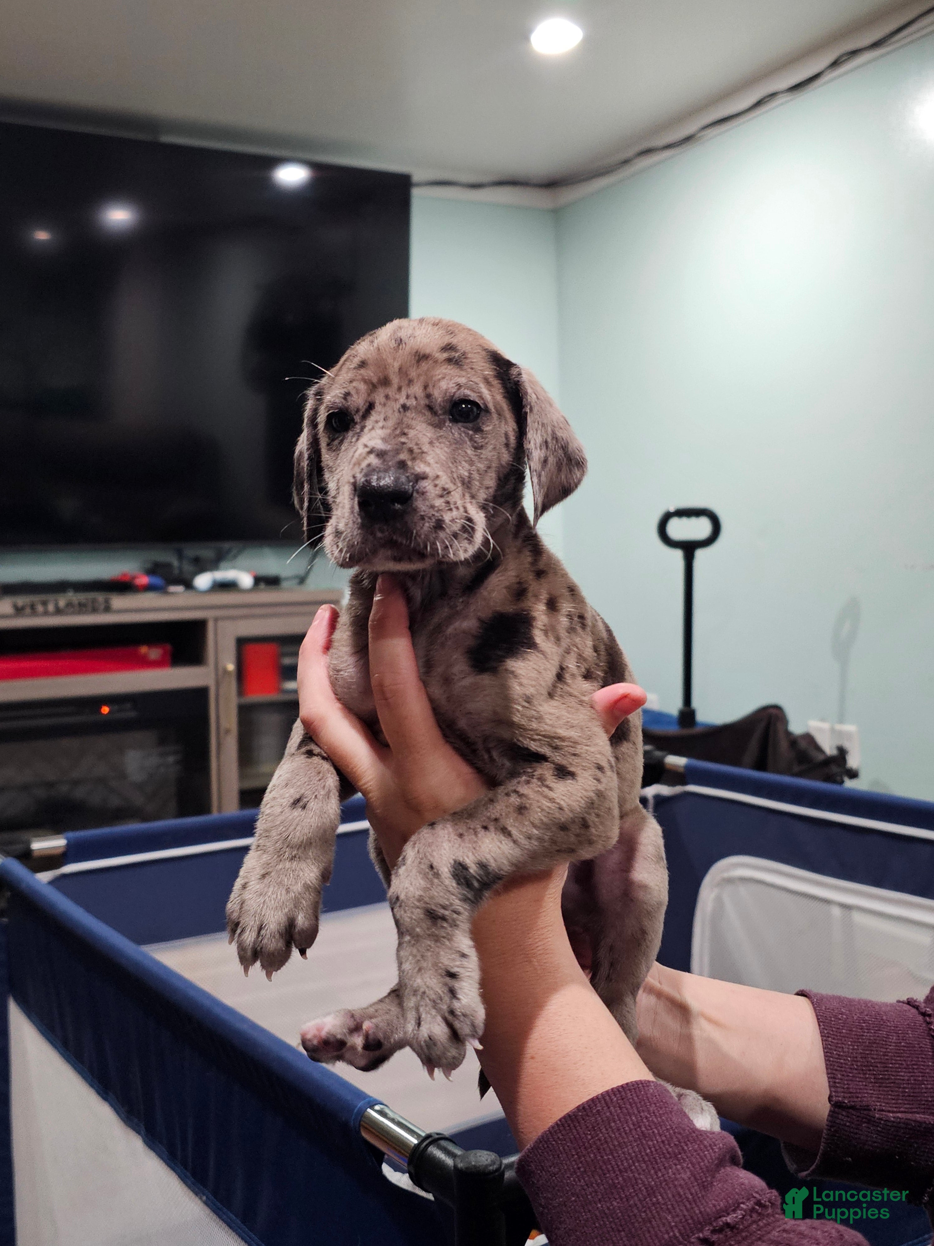 Great Dane dogs Merle - Ad 1