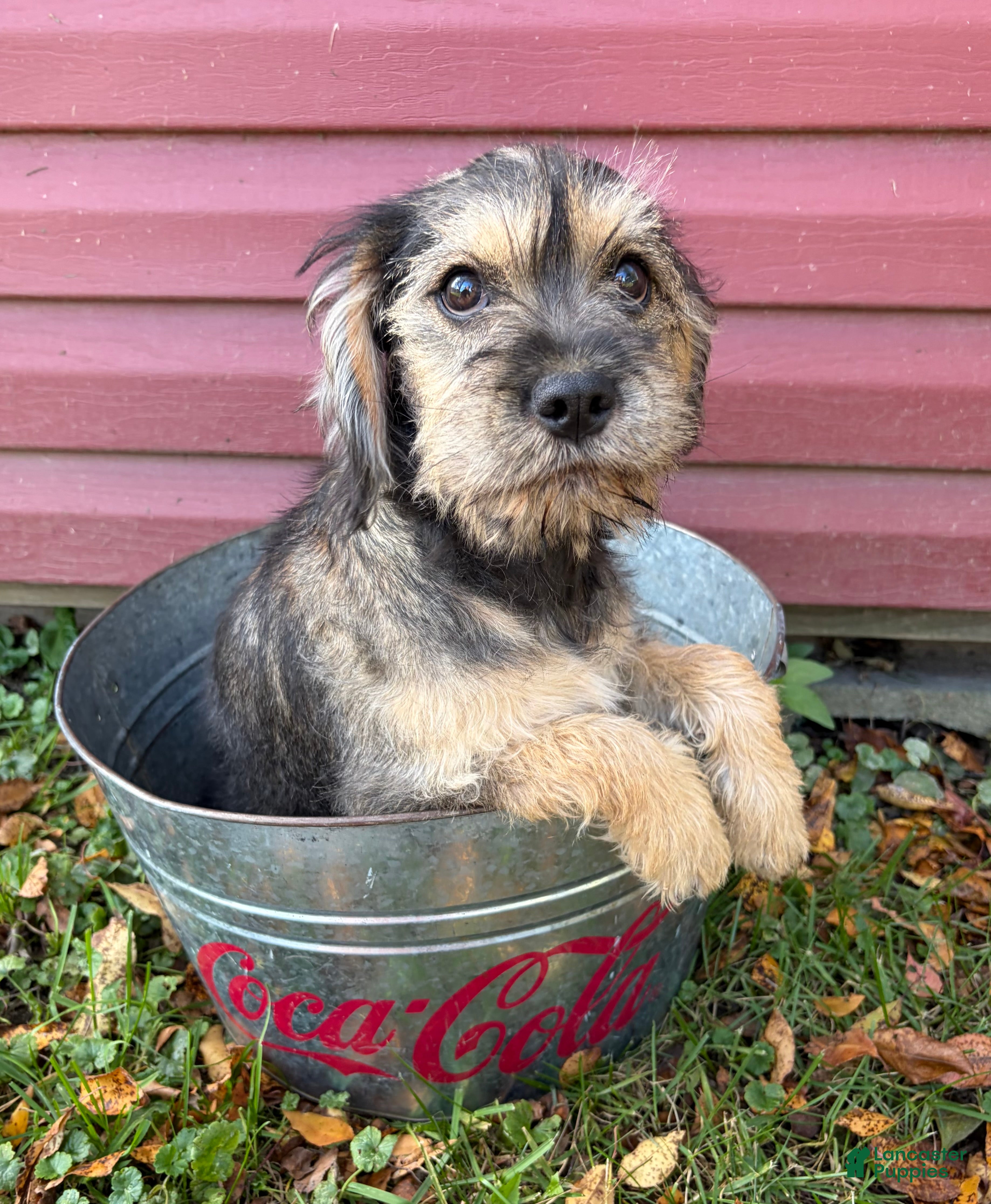 Schnoodle dogs Tia - Ad 2
