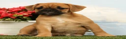 Mixed Breed dogs for sale: Laurel - Ad 3