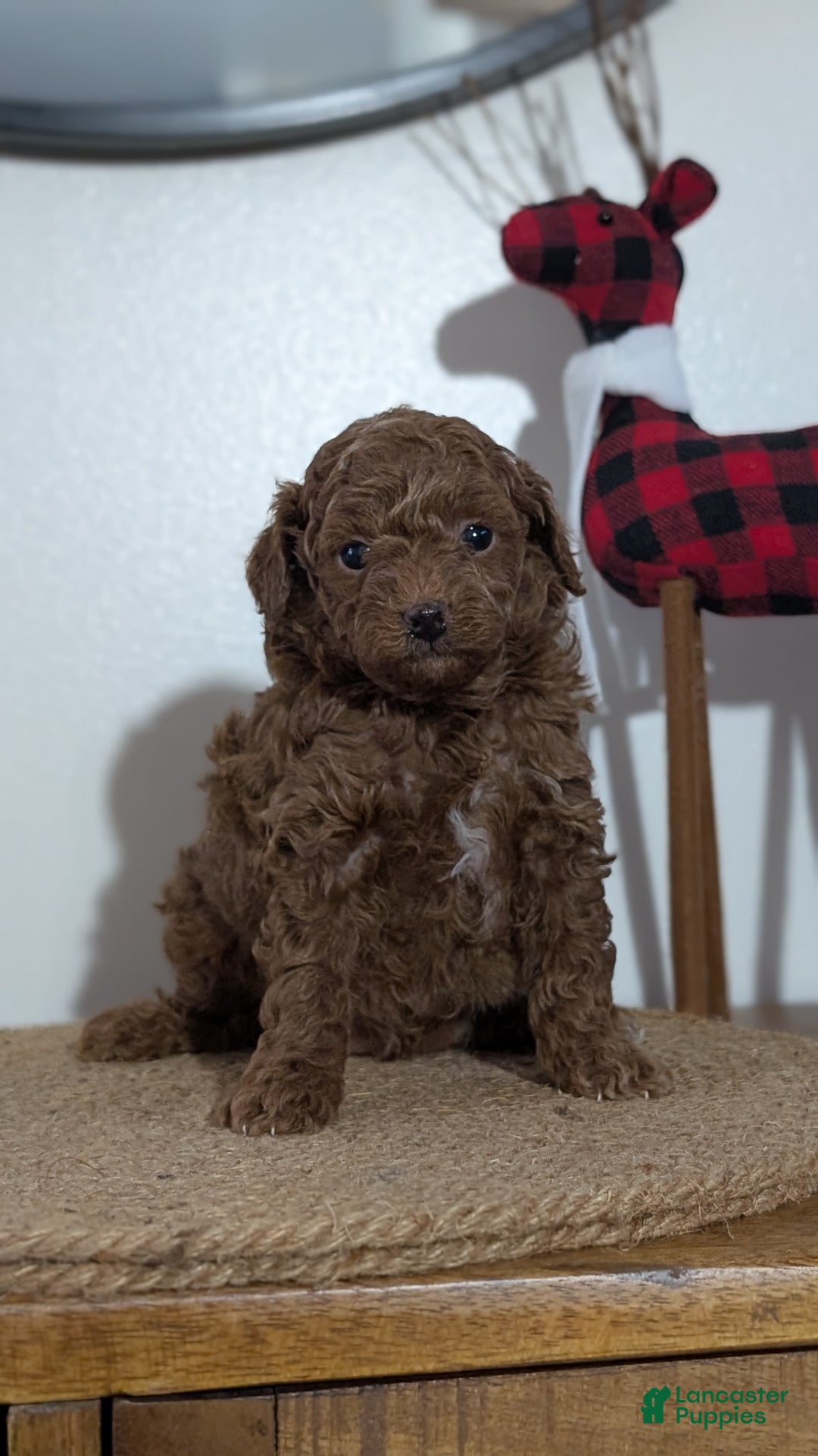 Miniature Poodle dogs for sale: Max - Ad 11