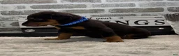 Doberman Pinscher dogs for sale: Black male blue collar  - Ad 5