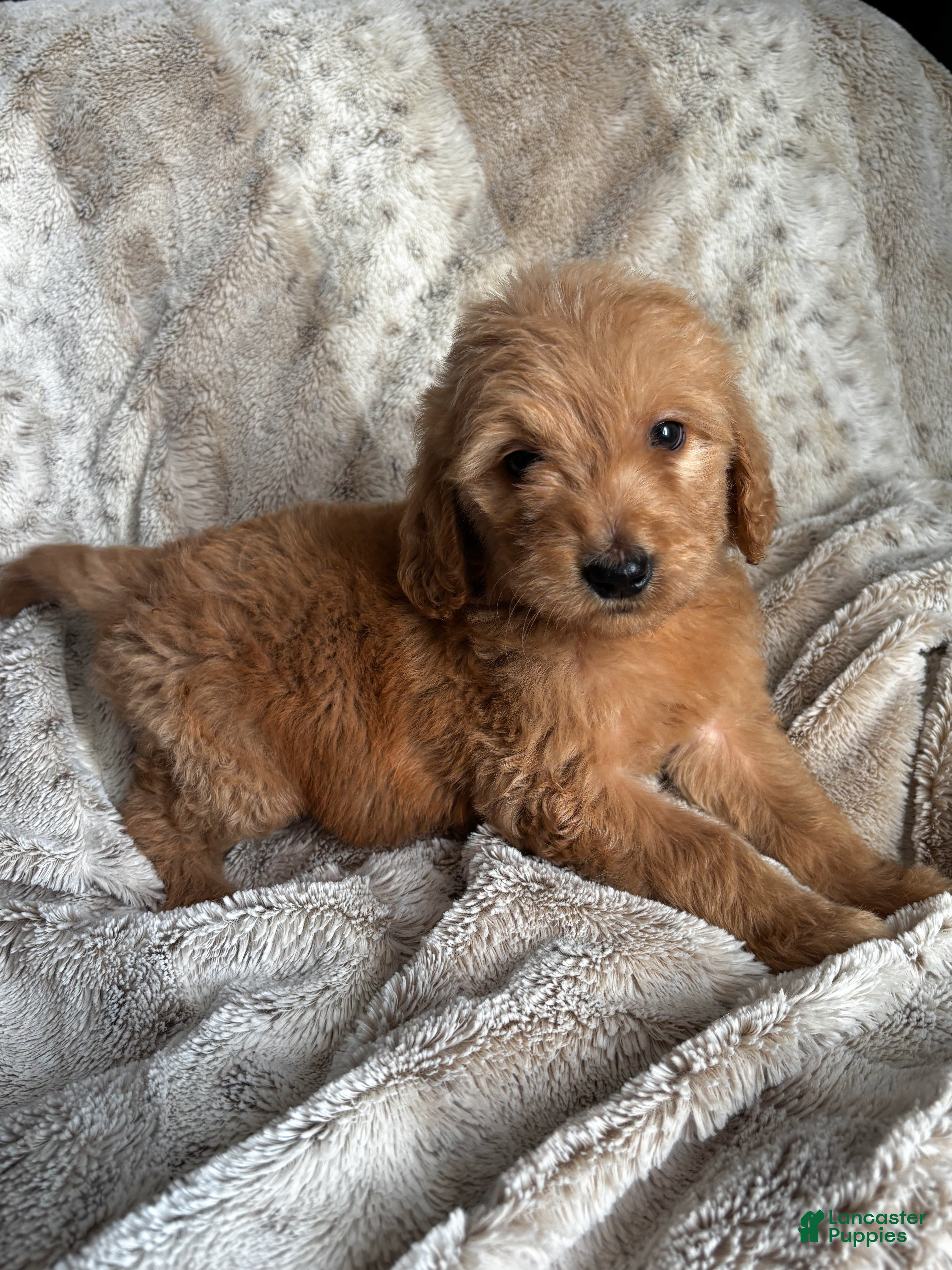 Goldendoodle dogs Hale  - Ad 42