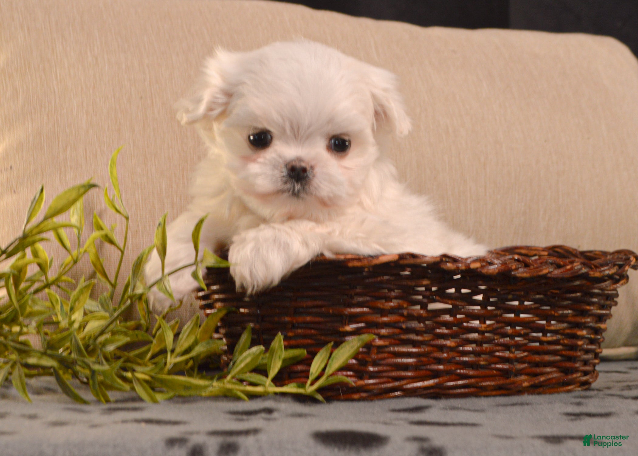 Maltese dogs Fluffy - Ad 2