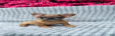 Flinstone